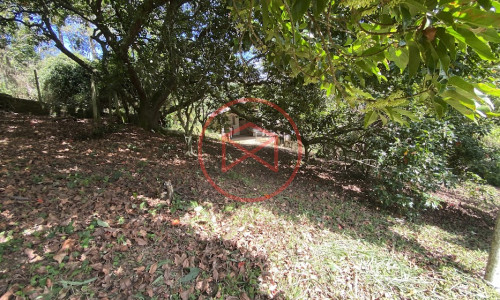 Sítio com 60.000 mts² em Ibiúna! Interior de SP