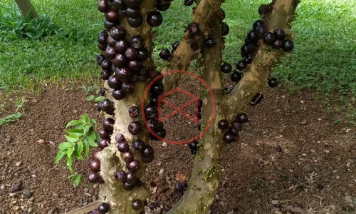 Chácara Antes do Centro de Ibiúna. Interior de SP