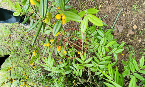 Chácara em Ibiúna! Interior de SP