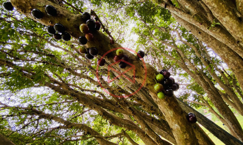 Chácara em Ibiúna! Interior de SP