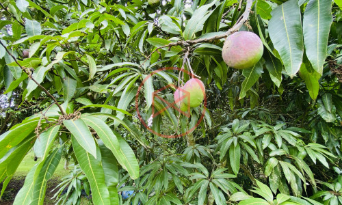 Chácara em Ibiúna! Interior de SP