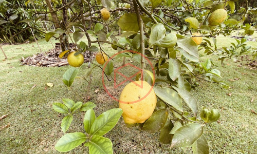 Chácara em Condomínio com 5.000 mts Antes do Centro!!