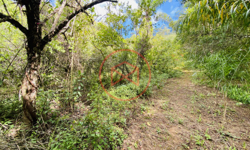 Terreno de 1 alqueire a 500mts do alfalto!