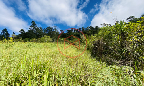 Terreno de 1 alqueire a 500mts do alfalto!