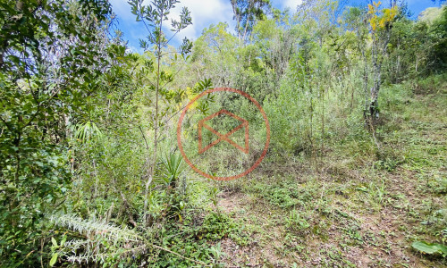 Terreno de 1 alqueire a 500mts do alfalto!