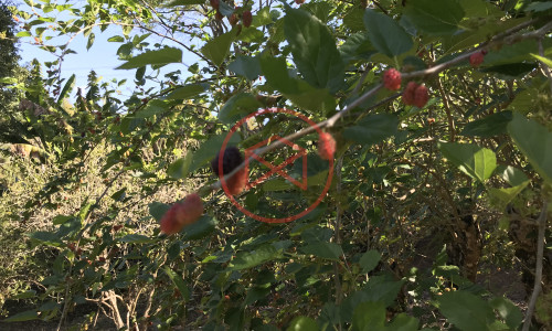 Chácara Antes do Centro de Ibiuna!!