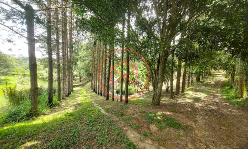 Sítio com 30 mil mts² em Ibiuna!!!