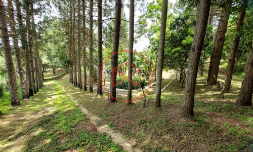 Sítio com 30 mil mts² em Ibiuna!!!