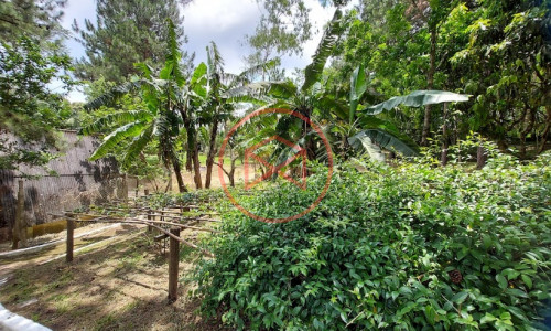 Sítio com 30 mil mts² em Ibiuna!!!