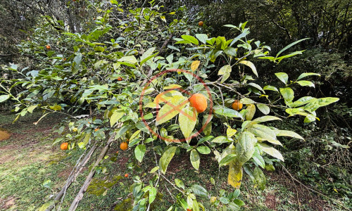 Chácara com 5 Alqueires em Ibiúna próximo ao Centro